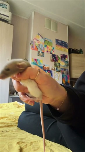 Oliver got a serious case of the zoomies 🏃‍♂️🐀
