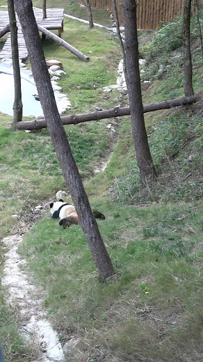 At the Qinling Panda Foping Rescue and Breeding Research Base in northwest China’s Shaanxi Province, a giant panda named "Qinyin" slid down a long grassy slope without any pressure or worries, as if she was the only happy giant panda between heaven and earth! #panda #socute #Lovely #happytime #sliding #WildChina Courtesy of Douyin hzfpqq | CGTN China24