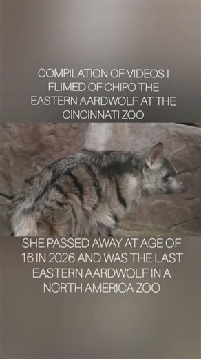 compilation of videos I flimed of chipo the eastern aardwolf at the cincinnati zoo#aardwolf#animals