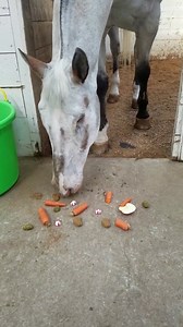 10K reactions · 307 shares | Let's do spring fun. We will be live on Facebook this coming Friday to see if Endo remembers his apple searching trick, maybe even doing it with carrots. It's been a few years. He's been doing great with his diet restrictions so it will be a nice treat. I'm thinking 3pm PST time. Here's a calculator to see what time that is in your time zone. https://www.timeanddate.com/worldclock/converter.html | Endo the Blind | Facebook