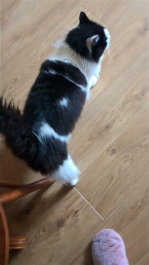 Good morning Monty 😻 🐾🐾🐾🐾