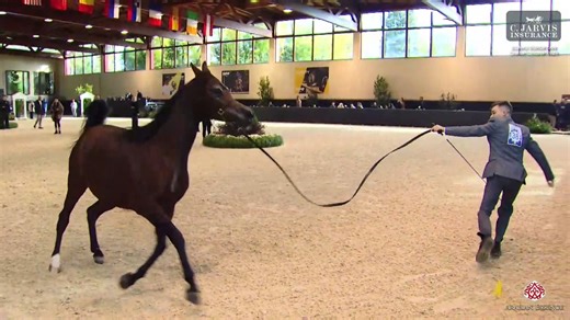 💎ECAHO European Championship 2025💎 Mares 4-6 Years Old (Class 6) 1 st place for N 38 – WIEZA UCZUC with a total score of 91.90! Details: Birth: 07/02/2021 (PL) Color: Bay Sire: MEDALION Dam: WIEZA BAJEK Breeder: Stadnina Koni Michalow Sp. z o.o. Owner: JAROSLAW ZJEZDZALKA / ANDRZEJ TYLEDA Handler: Artur Łojowski | Arabian Essence di Elvis Giughera