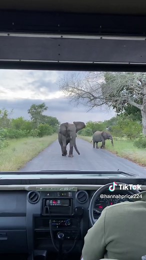 The most magical trip 🦒🐘🇿🇦 📍Kruger National Park, South Africa #safari #bucketlisttravel #thingstodo #southafricatiktok #safaripark #southafrica #krugernationalpark #bucketlist #elephant #traveltiktok #travelideas #fyp #giraffe #safariafrica #cabincrew #safarianimals