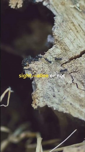 Army Ants Create DEVASTATING Living Rivers