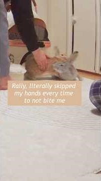 Rabbit fight, no injuries! Part-4 bonding fails💔