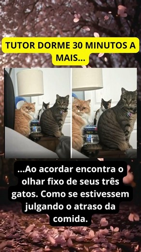 O tutor atrasou 30 minutos o café da manhã e encontrou isso