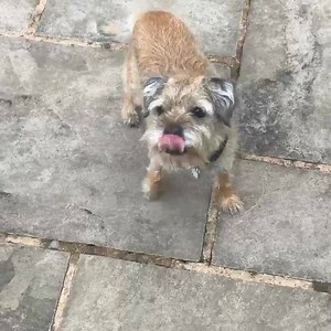 Our Dental Dailies taste so good, they make dental hygiene exciting. Who'd have thought? They're available in small, medium and large and as you can see, Merlot, Lola and Poppy love them. Click here to shop now and add to your dog's monthly orders: > http://bit.ly/ShopDentalDailies | tails.com