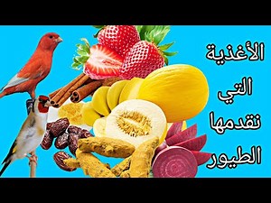 ماذا يأكل طائر الكناري والحسون ؟ ( الخضروات -الفواكه-الحبوب )