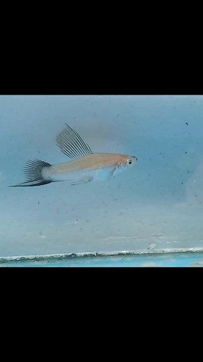 Hifin Wag Green Swordtail. | Furui Muppy
