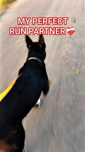 Running with a German Shepherd in Shoes! #DogLife Best Running Partner Ever ❤️ #Shorts #Dogs