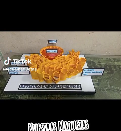 Maquetas de retículo endoplasmático: Cómo hacer una réplica funcional