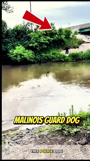Heartwarming Moments with K9 Units on TikTok