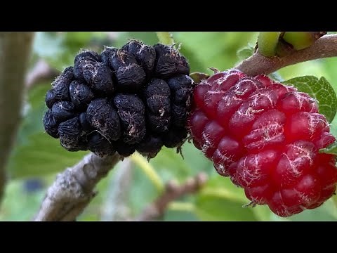 Real Morus Nigra Mulberry Trees...Considered The Best Tasting In The World!