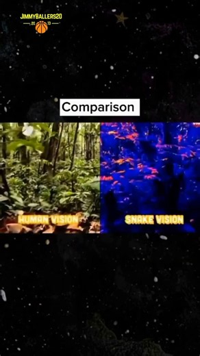 How Animals Really See The World!