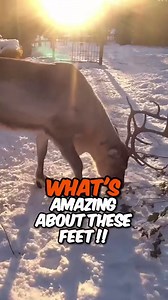 Can magic dust help reindeer fly?