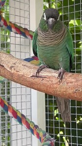 🤪 Crazy Conure Aviary Video today...... We have lots of awesome birds here right now and still have appointments available tomorrow. If you see anyone you're interested in please send a message for more information. 🕊️ | Palm Beach Parrot & Bird Rescue/Sanctuary Of South Florida