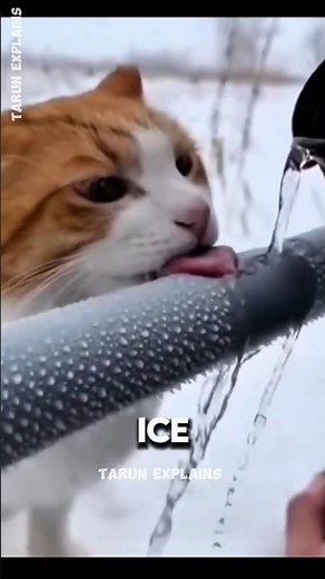 Why Your Tongue Sticks to Ice 🧊 | The Science Explained