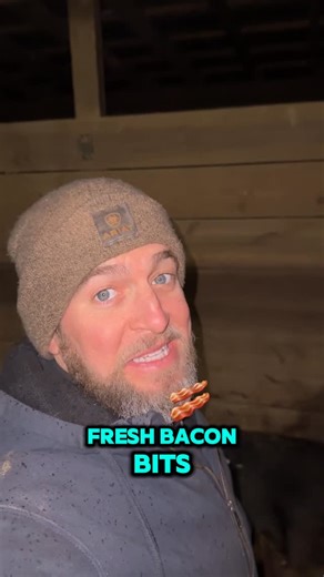 Casey DiMeo on Instagram: "Fresh Bacon Bits 🐷 (Best Text of the Day) I’m at work this morning… Michelle sends me a picture. Eight piglets. Penny handled the whole thing overnight like a pro. Built a nest. Had them warm and dry. By the time we checked, every single one was already nursing. Didn’t need us. Didn’t ask permission. Just straight farm-mama mode. A good sow naturally: • Builds a straw nest to keep babies warm and protected • Farrows quietly and calmly (less stress = healthier piglets)