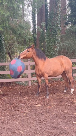 6K views · 189 reactions | My favorite part is that the ball shaking continues to get more and more aggressive the longer you watch Rado in all his glory! | Kataluna Horse Rescue | Facebook