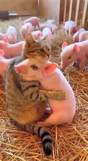 Kitten Snuggles a Piglet While the Piglet Makes the Cutest Little Oinks 🐱🐷💗