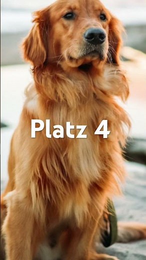 Die beliebtesten Hunderassen #Hund #Hunderassen #HundeVideos