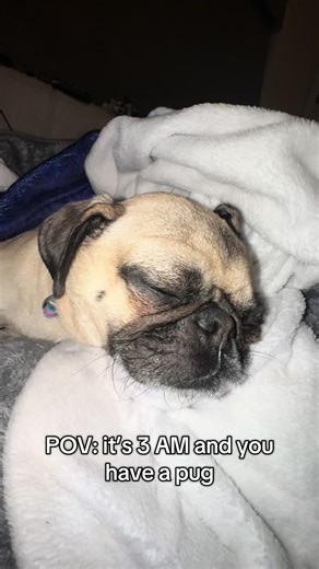 Soothing Pug Noises for Late Night Calm