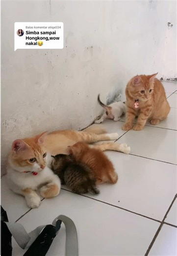 Simba Goes International: A Cat Lover's Delight