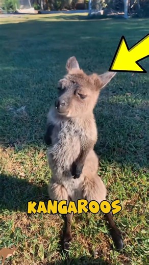 Where Are Baby Kangaroos Really Born? 🦘 The Truth Will Shock You!