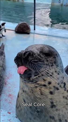 Seal core.🦭🦭