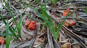 Fragrant Screwpine (Pandanus fascicularis, Pandanus odorifer, Pandanus tectorius) with nature background. Fragrant plant in Indonesia.