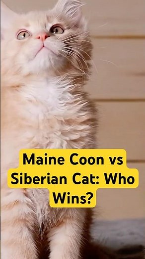 Maine Coon vs Siberian Cat Differences - Which Breed Is Better? #MaineCoon #SiberianCat #CatBreeds