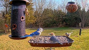 Bird Feeder Webcam, Gettysburg, PA