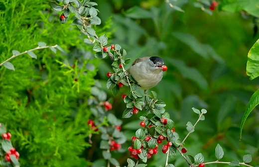 7 plants to attract garden birds