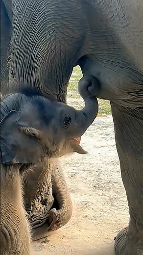 Cute Baby Elephant Trunk 🐘 #shortvideo #elephant #factshorts #memes