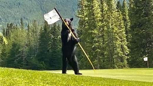 Bear steals golf clubs from B.C. man's cart