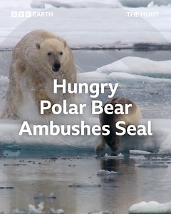 This malnourished polar bear must eat soon. Even a small seal's blubber alone contains 100,000 calories, enough to sustain it for an entire week. But will it have the strength to hunt down its prey? 🦭 | BBC Earth