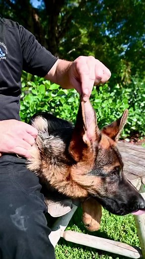 Beautiful Dog Ear Training Techniques and Tips