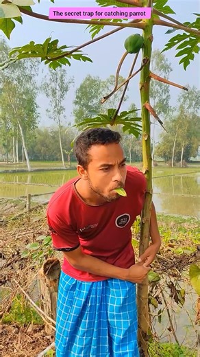 The secret trap for catching parrot #comedy #funny #birds