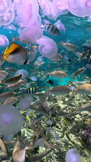 Just snorkeling 😮 Discover the beauty that lies beneath the surface 🐠💙 📍 House reef - Marsa Shagra Village | Red Sea Diving Safari