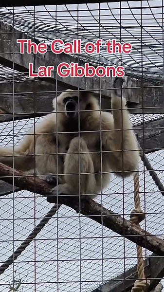 Listen to the Call of the Lar Gibbons at the Zoo! #lar #gibbons #monkey #zoo #call