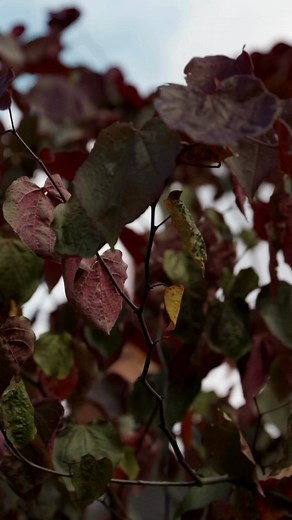 103 reactions · 6 comments | There is something restorative about planting a bare root rose. In the simple act of planting, we find unexpected gifts for our own wellbeing. 1. A moment of stillness 2. Connection with the earth 3. Hope for the future 4. Gentle exercise 5. Anticipation of joy | David Austin Roses | Facebook