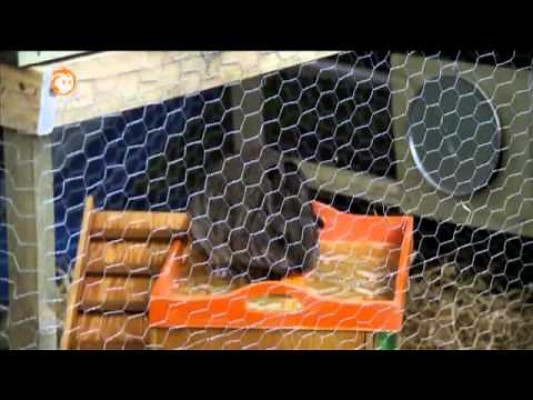 Dandelions - 268 Hares and Rabbits - Dangerous Digging