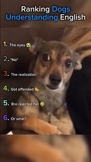 Ranking Dogs Understanding English