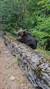 DE CE?? | Suferinta si Vindecare