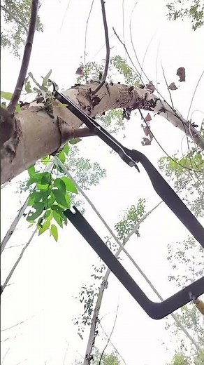 Clever lassoing process around a tree