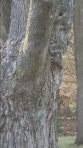 Gray Squirrel HANGING & STRETCHING Upside Down #nature #wildlife #animals #shortvideo #shorts #wow