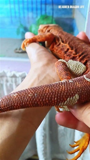 Bearded Dragon Stuck Shed Removal! #shedding #beardeddragon #LizardCare