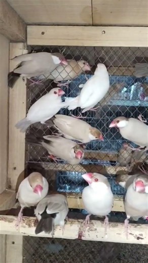 Quality Fawn Java Birds for Sale in Faisalabad | Java Sparrow Breeding Pairs