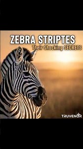 Why Do Zebras Have Stripes? The Science of Nature's Unique Wonders #truvenor #shorts #zebrastripes