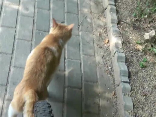 Obvious attempt at insurance fraud caught on camera!